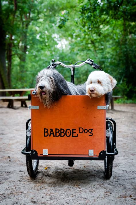babboe dog